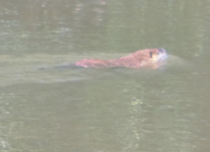 Chamalière sur Loire (14)