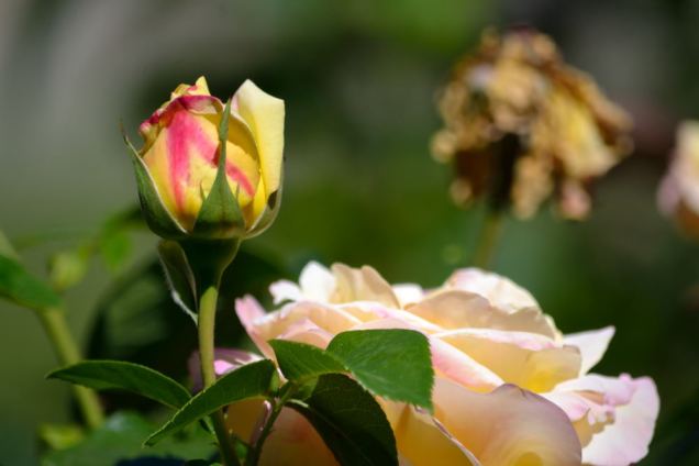 Chamalière sur Loire (18)