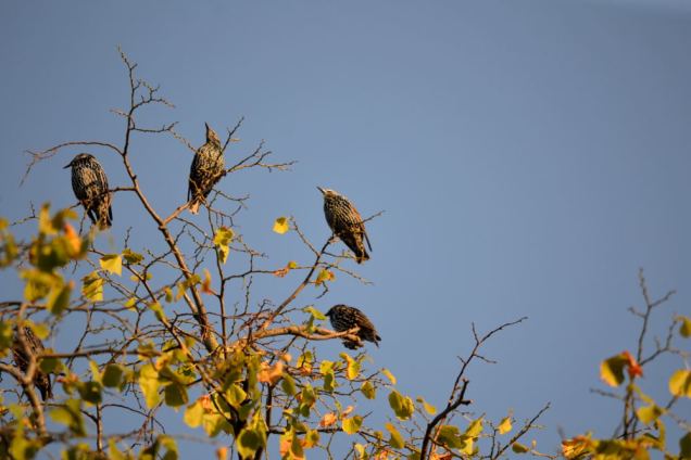 Oiseaux migrateurs (8)