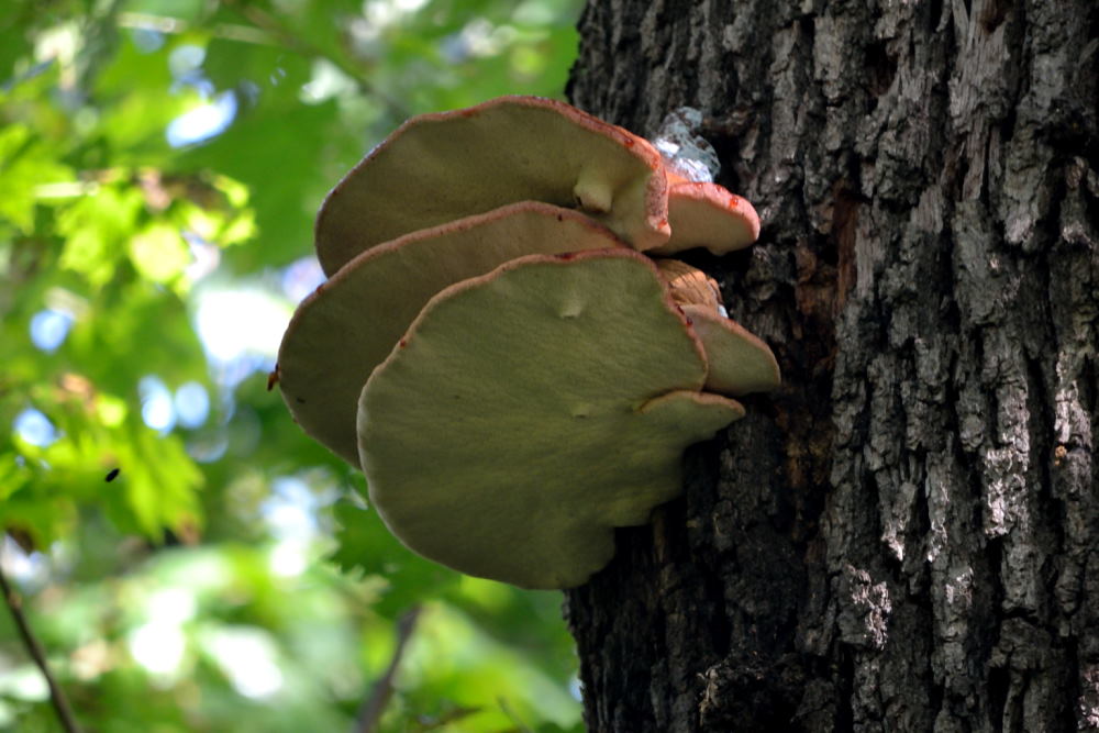 Bien perché sur un chêne