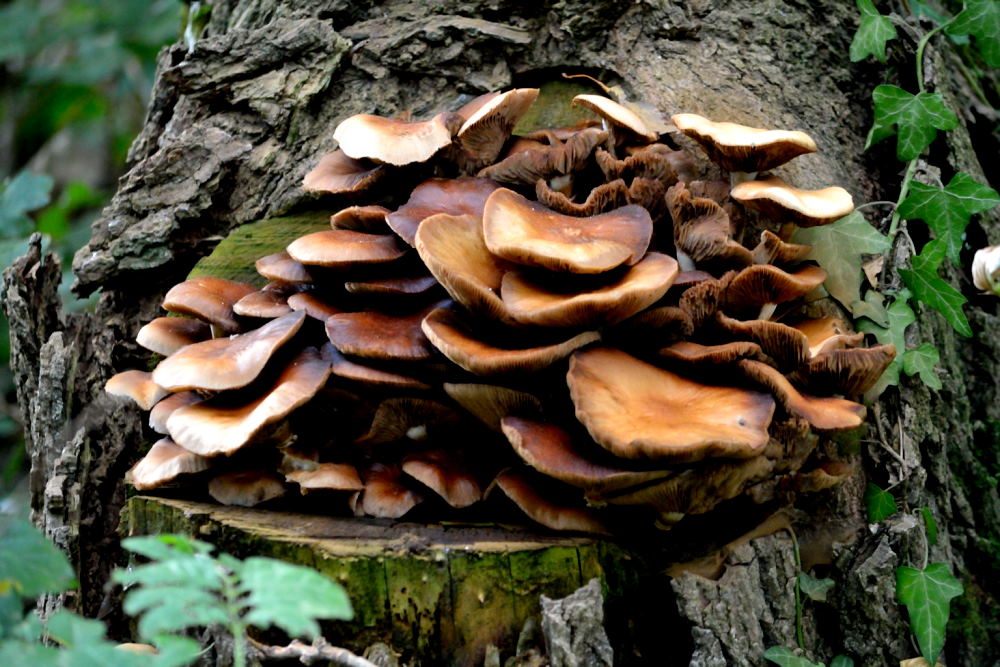 Village de Stchroumphs marrons