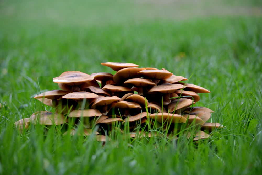 Champignons1 (3)