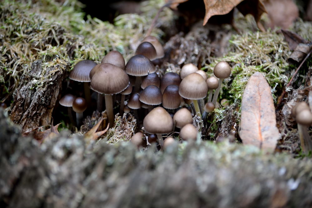 mini forêt de Champignons dans un tronc