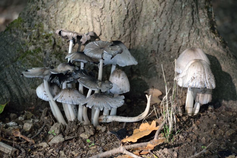 Coprins noir d’encre (1)