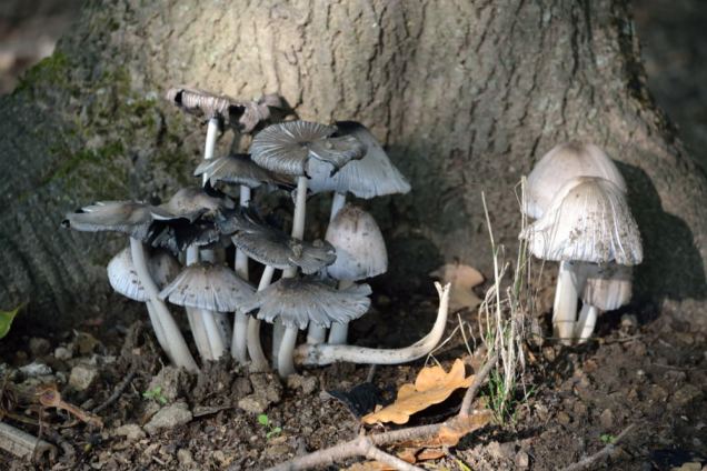 Coprins noir d’encre (1)