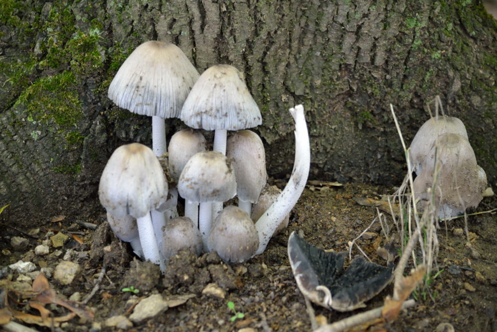 Coprins noir d’encre (4)