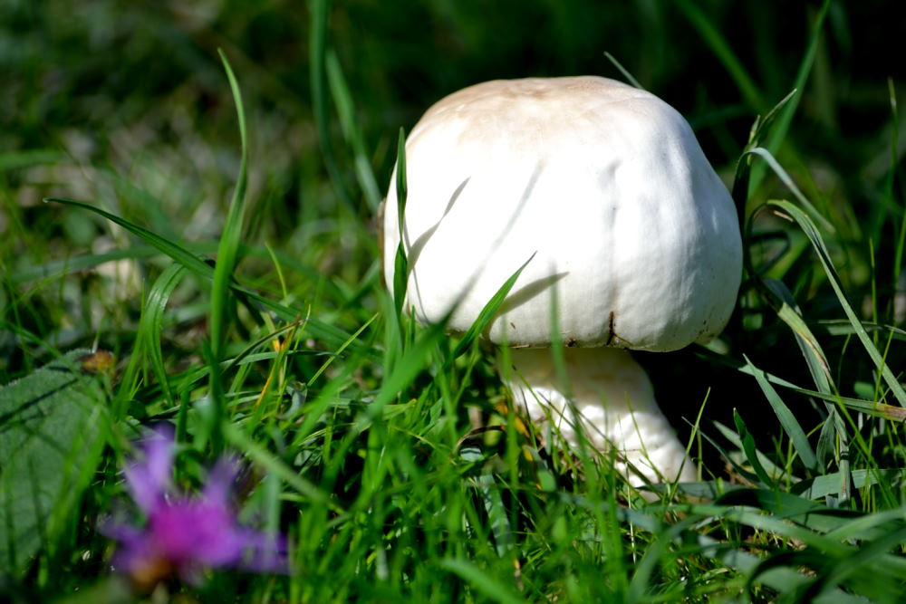 Petit champignon blanc perdue dans l'herbe