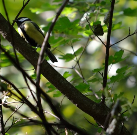 Mésange Charbonnière (1)
