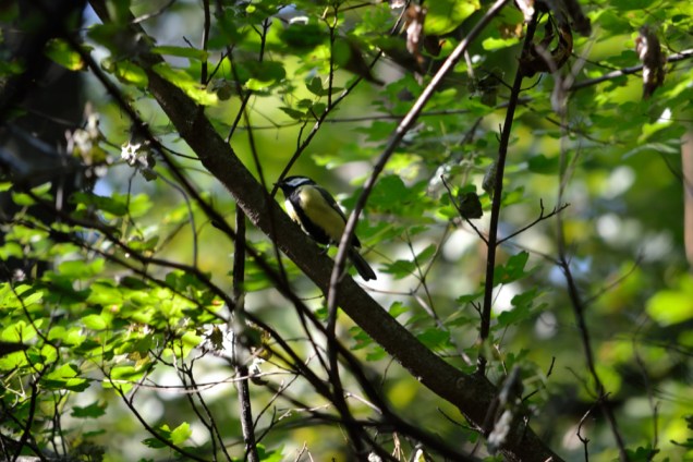Mésange Charbonnière (1)