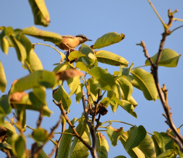 Sitelle Torchepot (10)