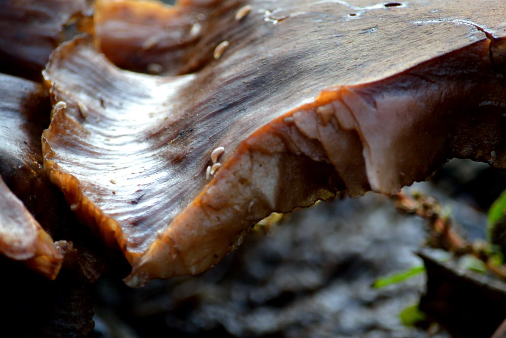 Village de champignons (10)
