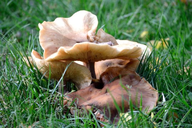 Village de champignons (11)