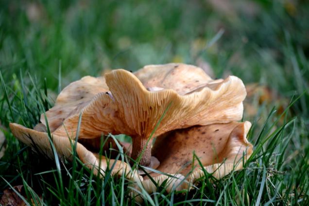 Village de champignons (13)