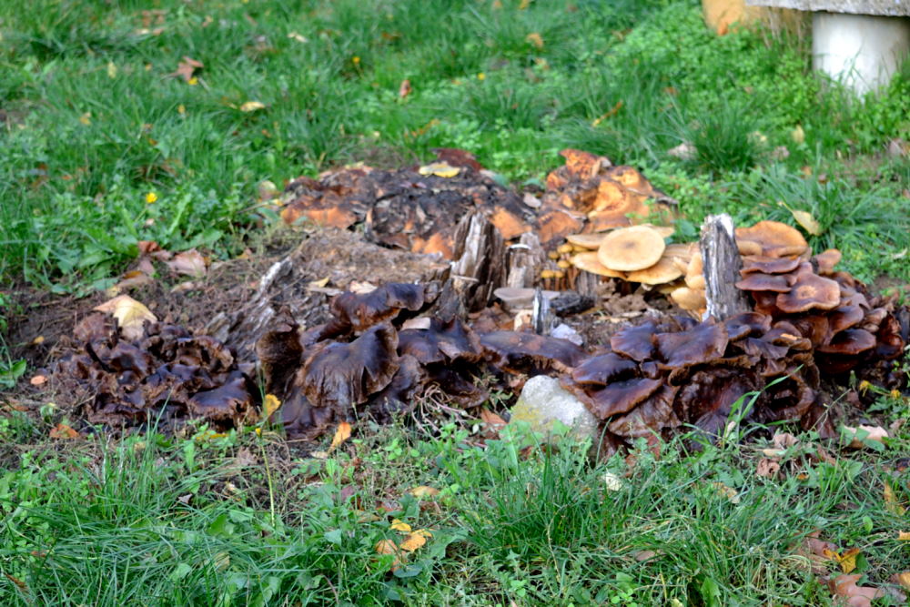 Village de champignons (2)