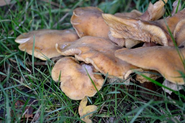 Village de champignons (22)