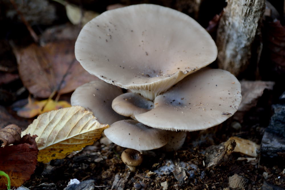 Village de champignons (4)
