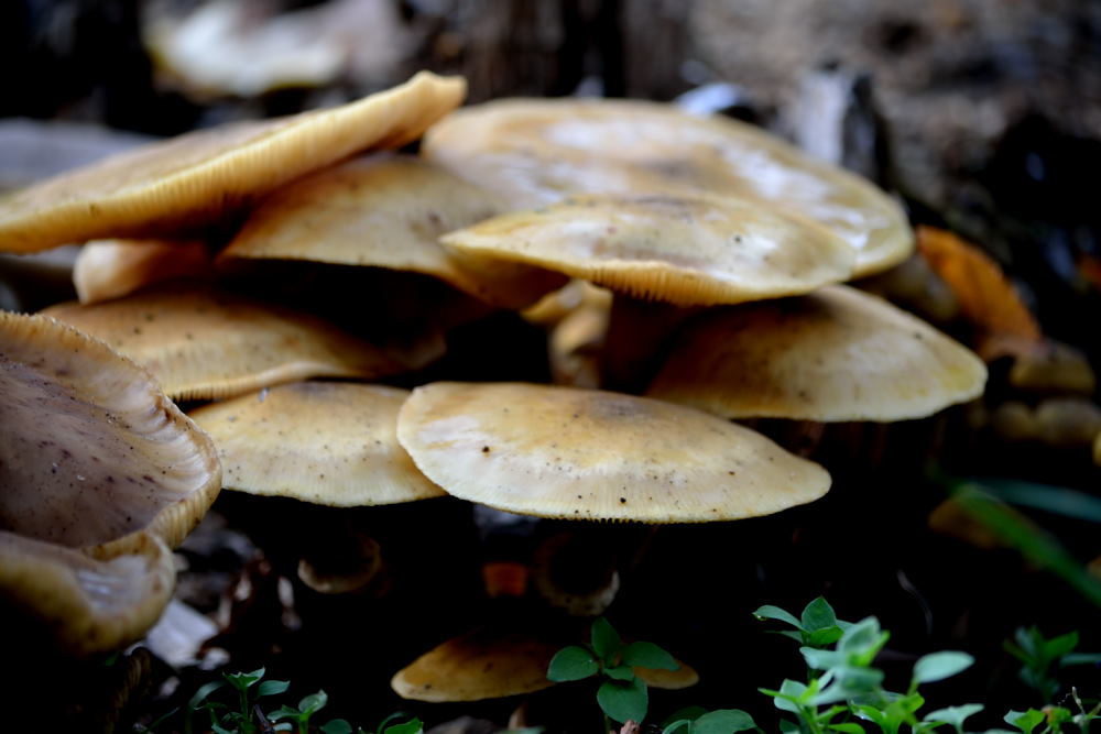 Village de champignons (5)