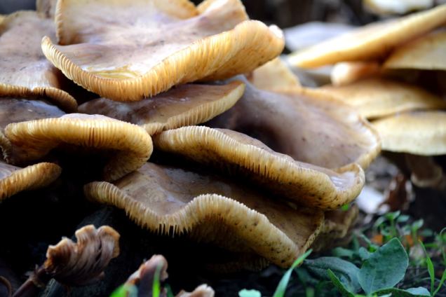 Village de champignons (6)