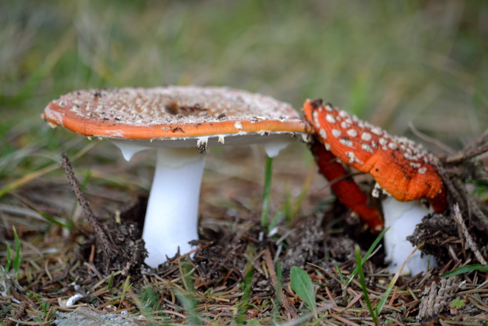 Aux environs de la Halte du Pélerin (22)