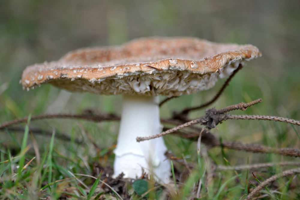 Aux environs de la Halte du Pélerin (23)