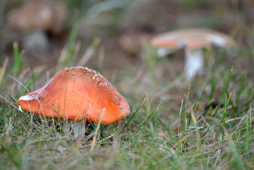 Aux environs de la Halte du Pélerin (24)