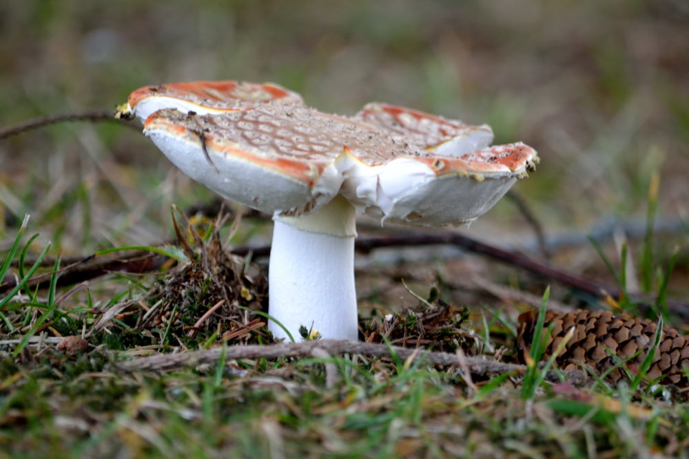 Aux environs de la Halte du Pélerin (25)