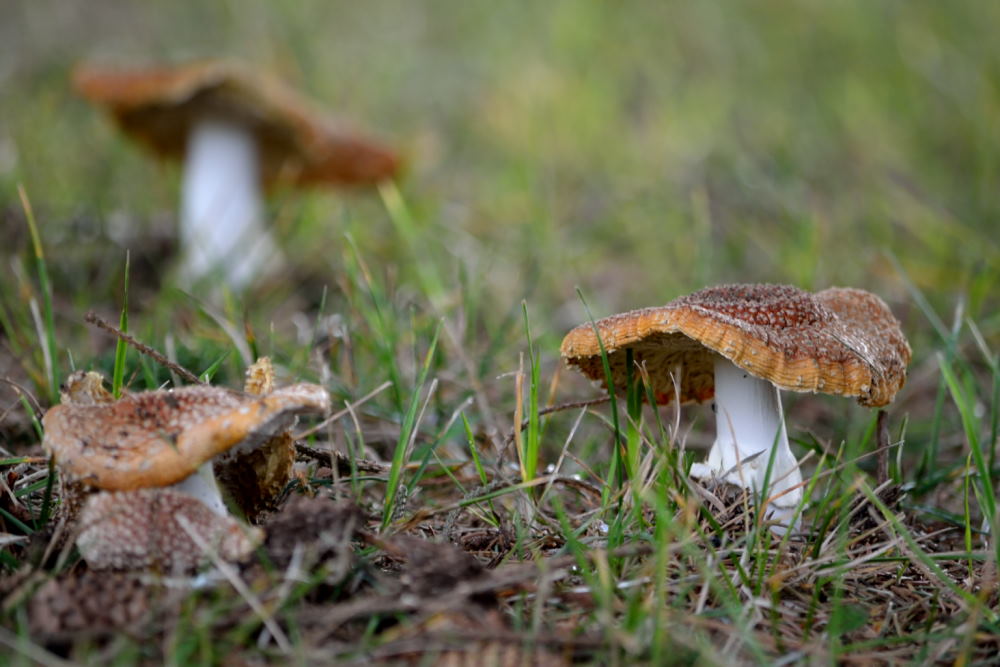 Aux environs de la Halte du Pélerin (26)