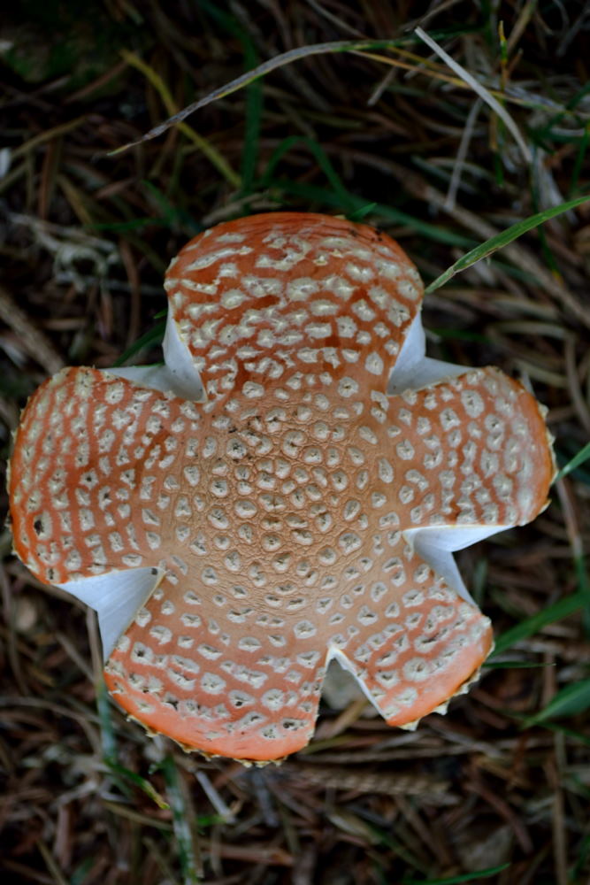 Aux environs de la Halte du Pélerin (27)