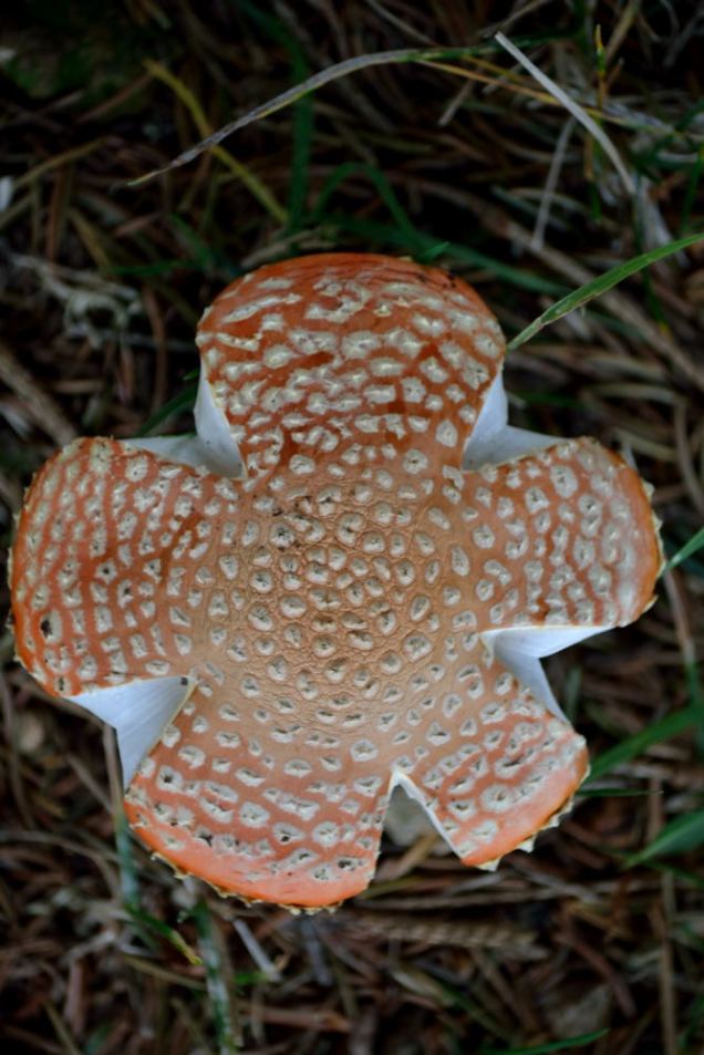Aux environs de la Halte du Pélerin (27)