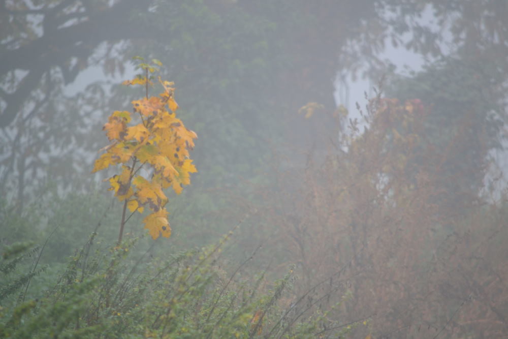 Brouillard d'automne (3)
