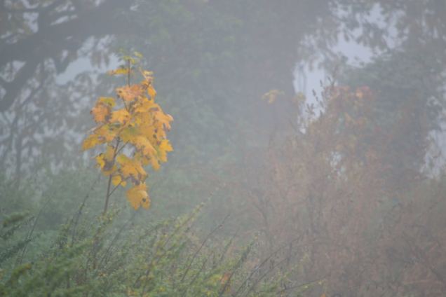 Brouillard d'automne (3)