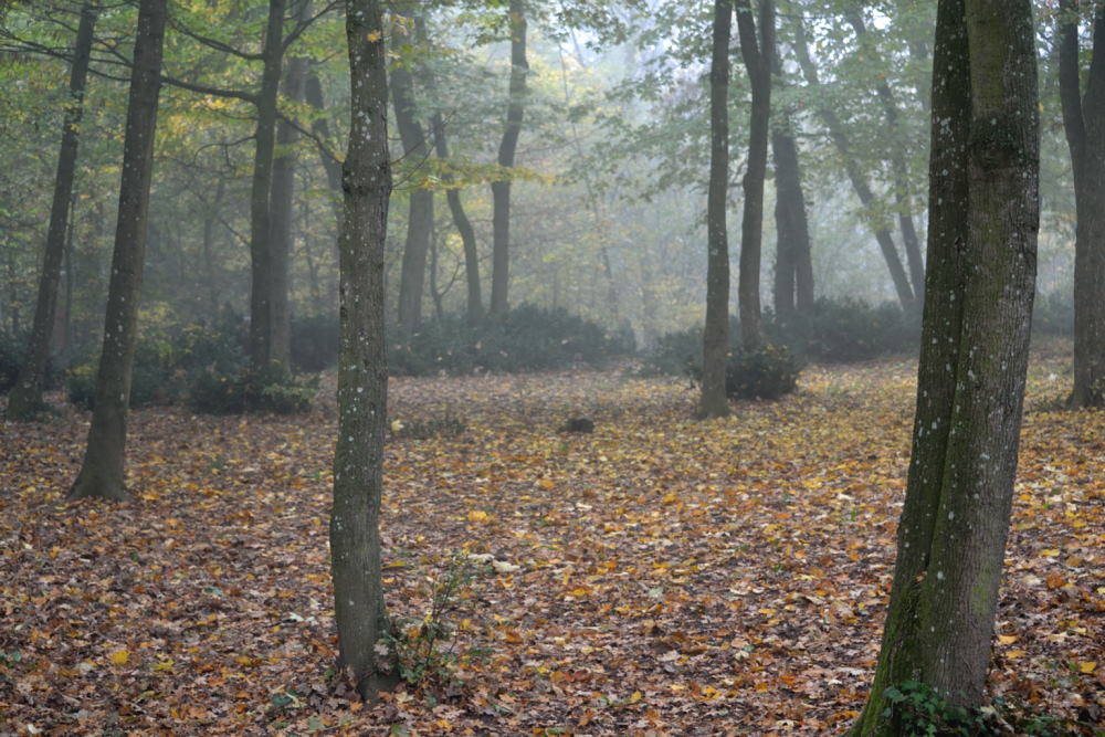 Brouillard d'automne (7)