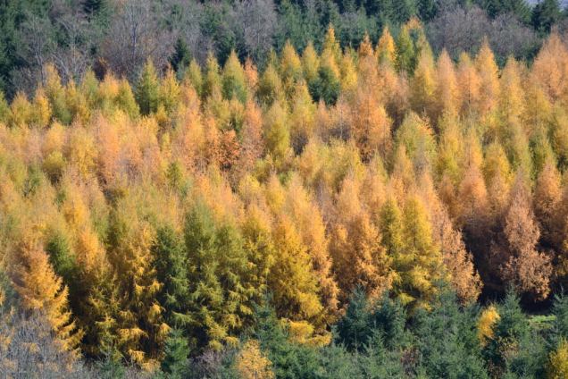 Château des Cornes d'Urfé (18)