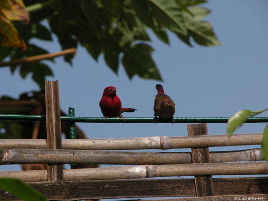 Amarante commun 04 - Point E copie