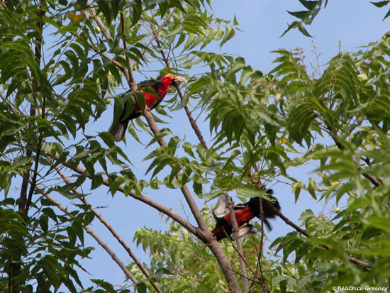 Barbican à poitrine rouge 02 - Doubirou copie