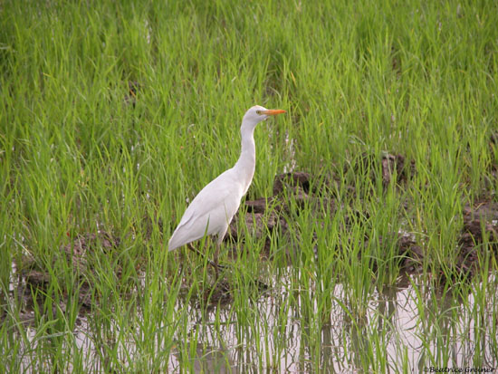 Héron garde-boeuf 14 - Rizière d'Anambé copie