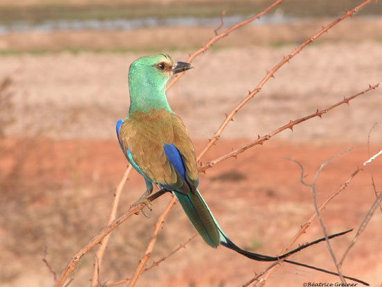 Rollier d'Abyssinie 22 - Rizière d'Anambé copie