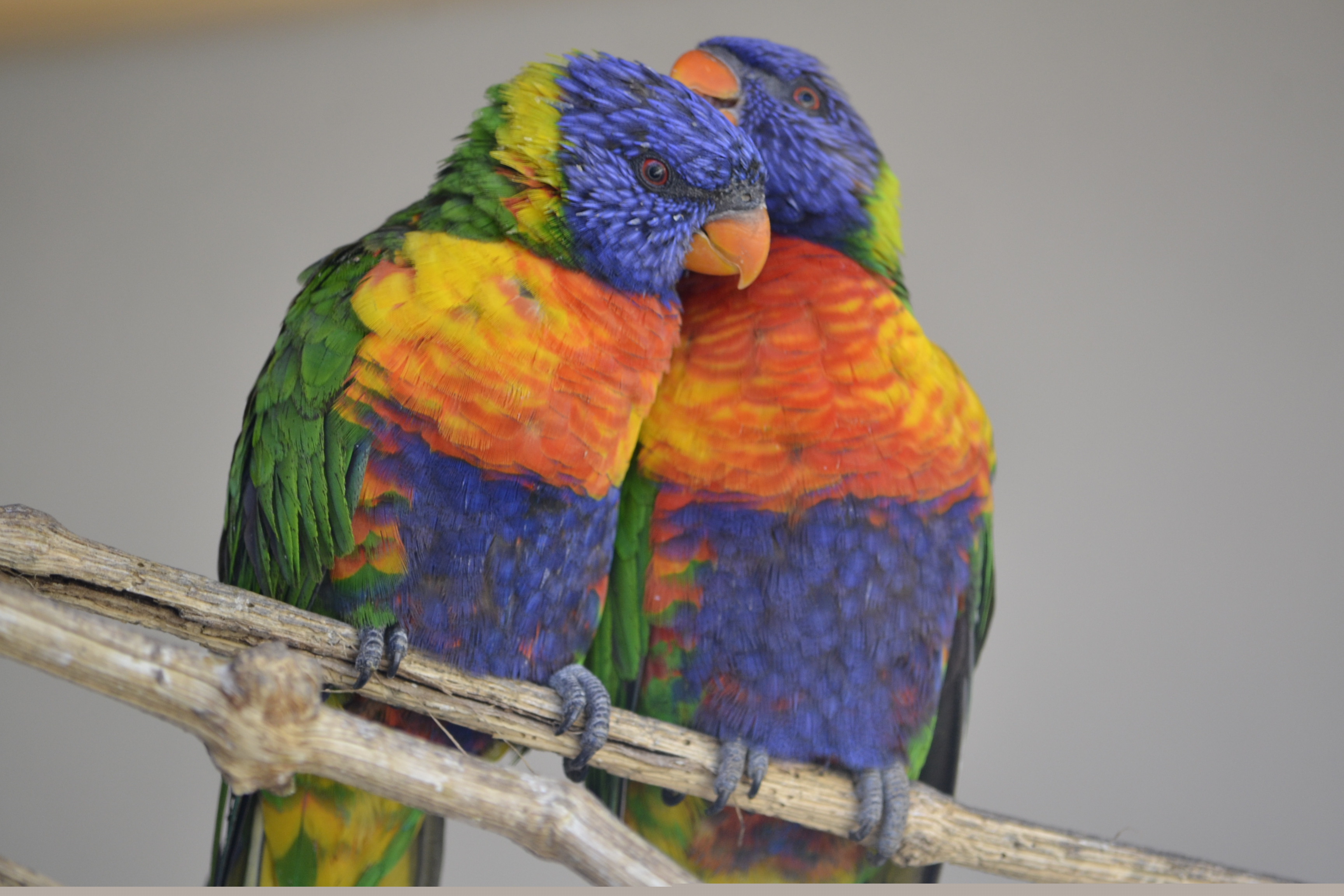 Parc des oiseaux (44)