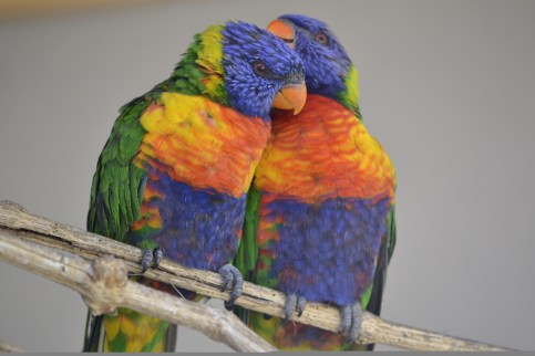 Parc des oiseaux (44)