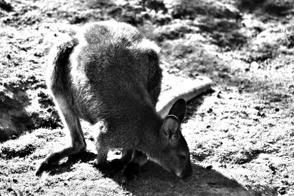 Parc des oiseaux (224)_01
