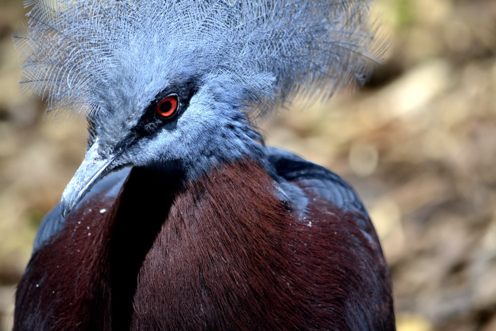 Parc des oiseaux (5)_01