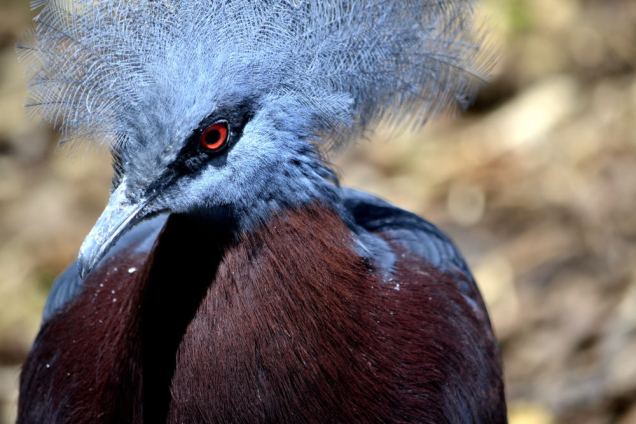 Parc des oiseaux (5)_01