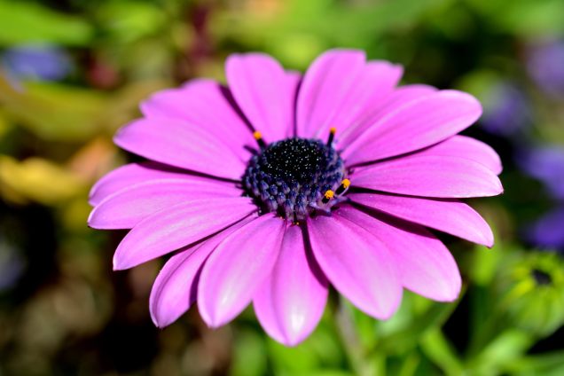 Violet - Macro printanière.JPG