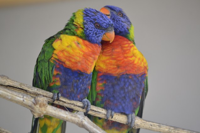 Bleu Jaune - Te dire un secret