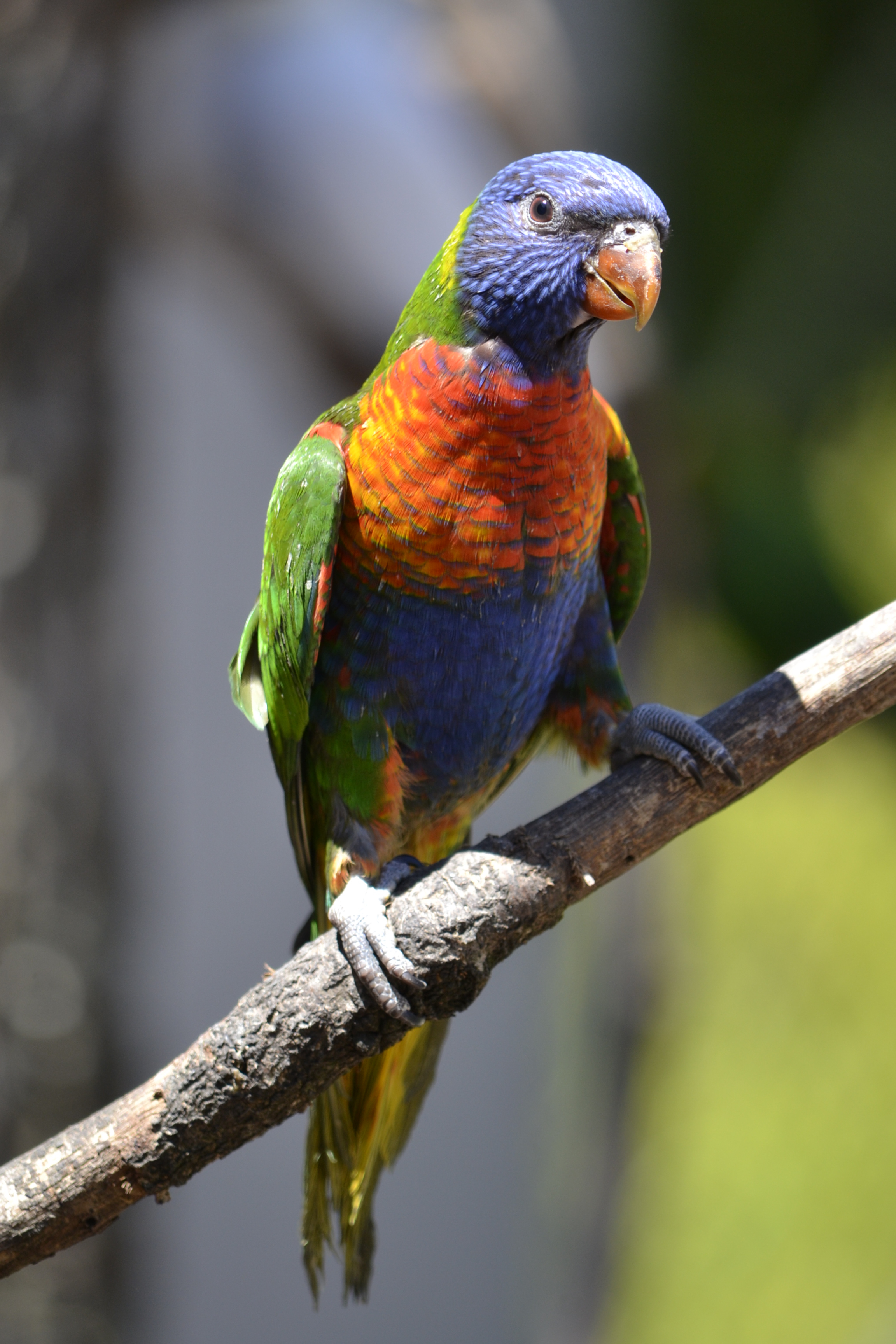 Parc des oiseaux (14)