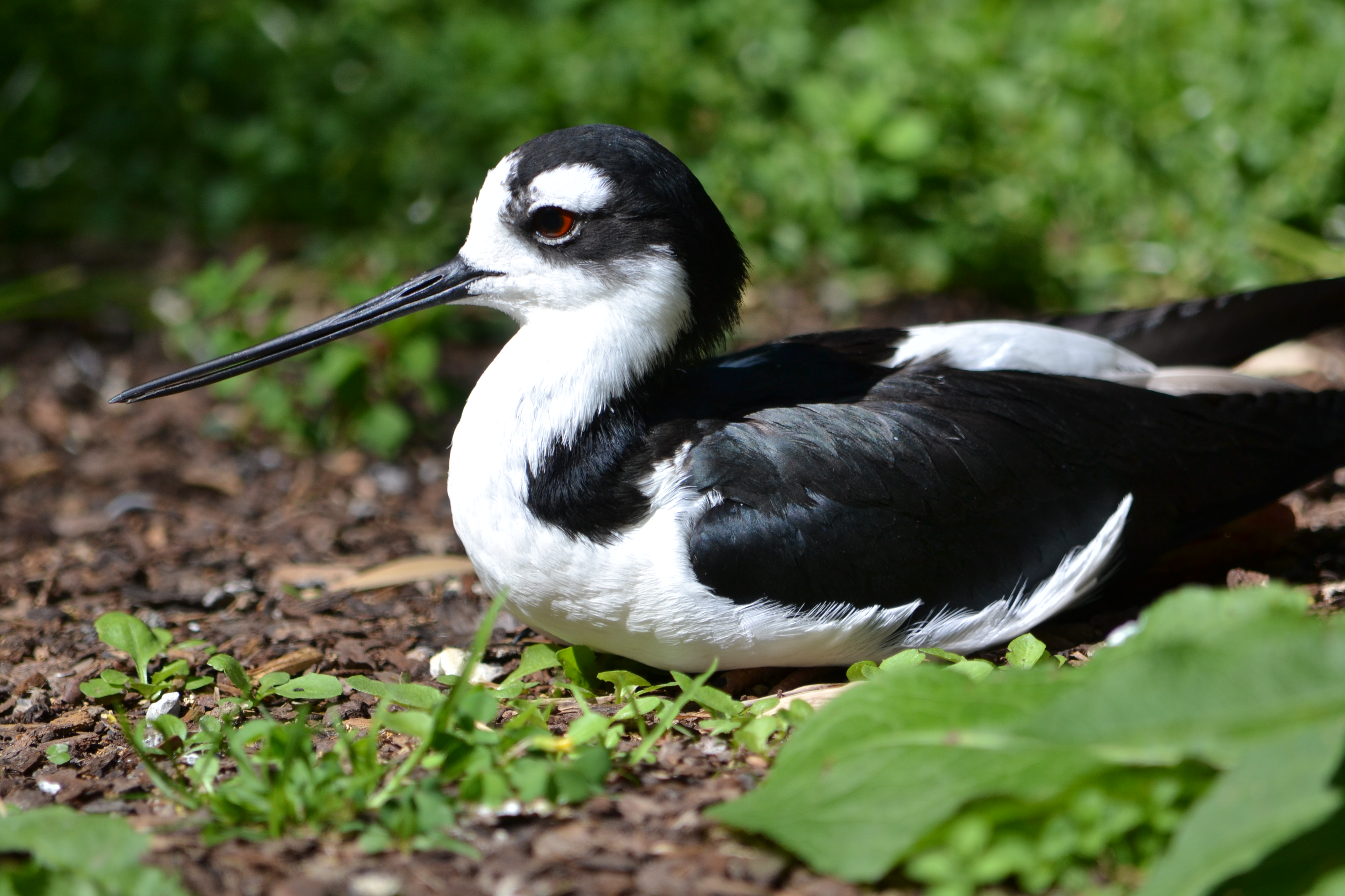 Parc des oiseaux (258)