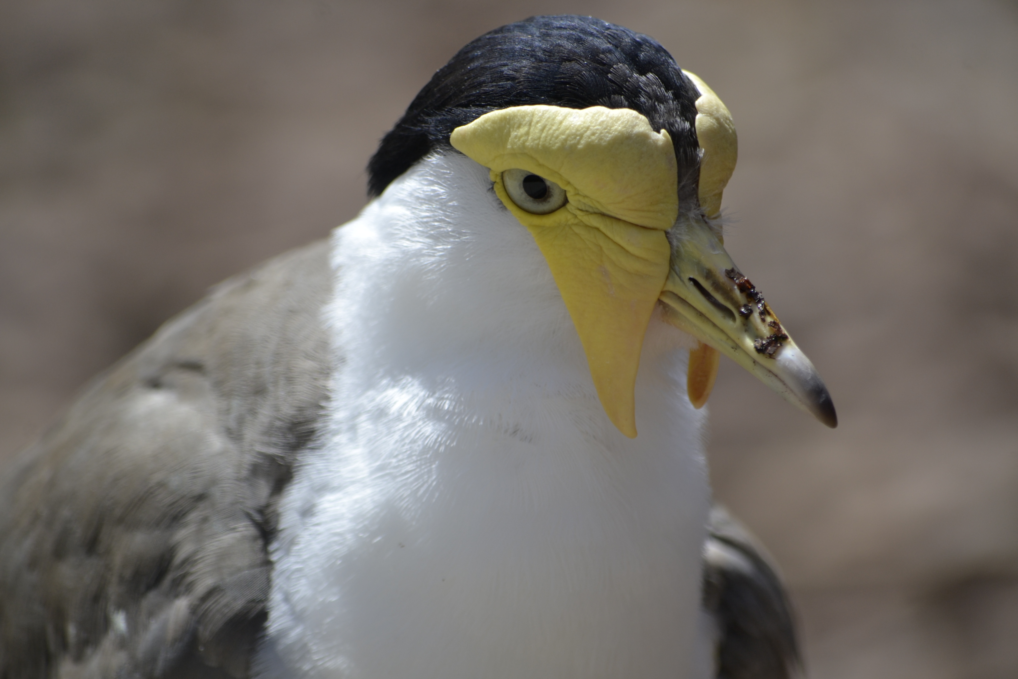 Parc des oiseaux (32)