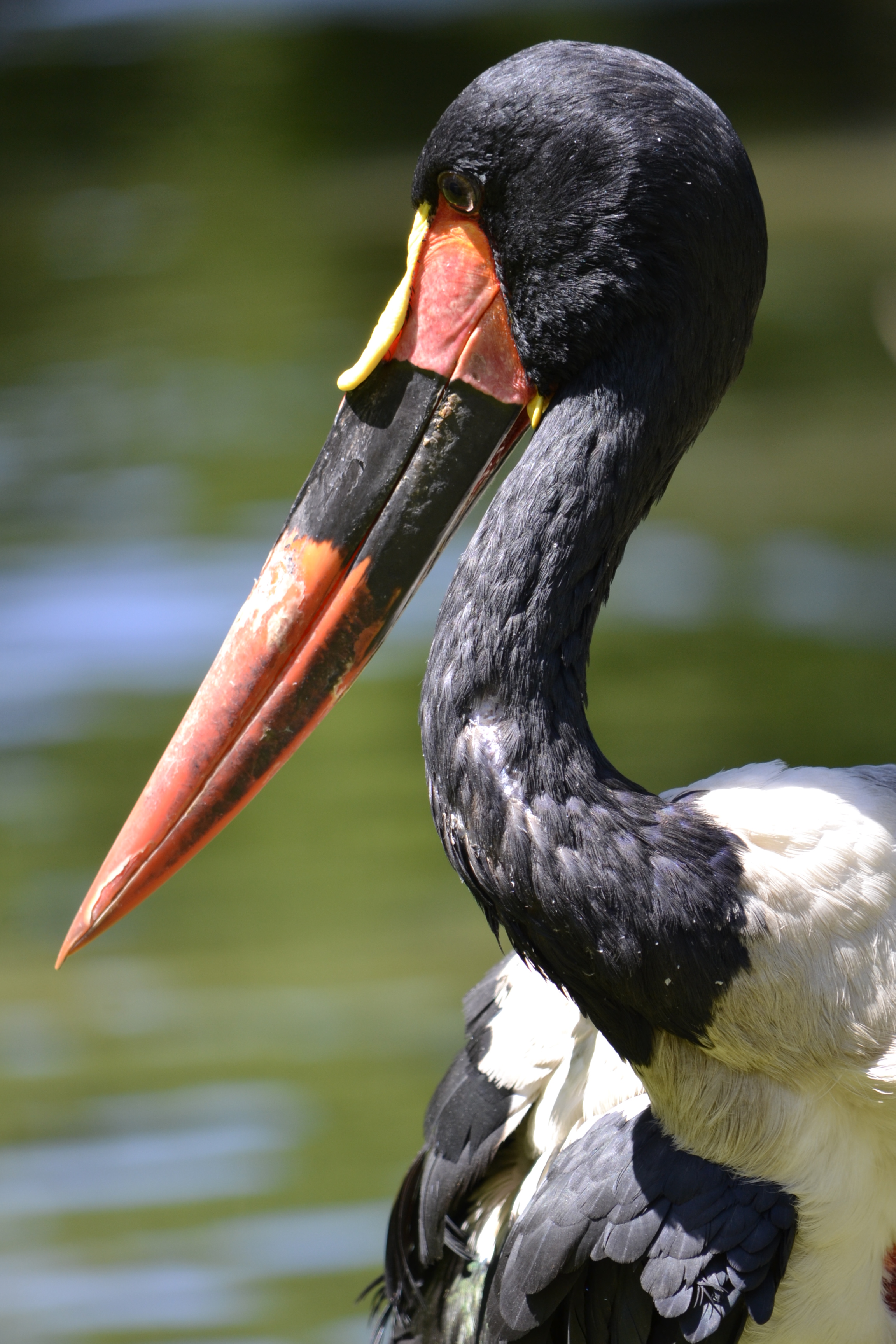 Parc des oiseaux (53)