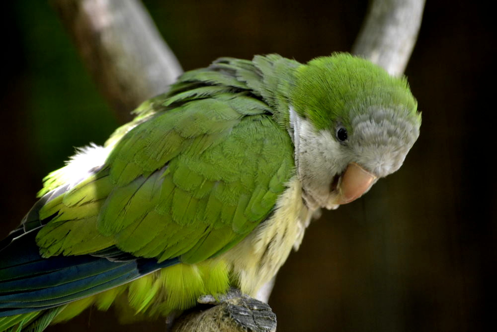 Parc des oiseaux (72)_01