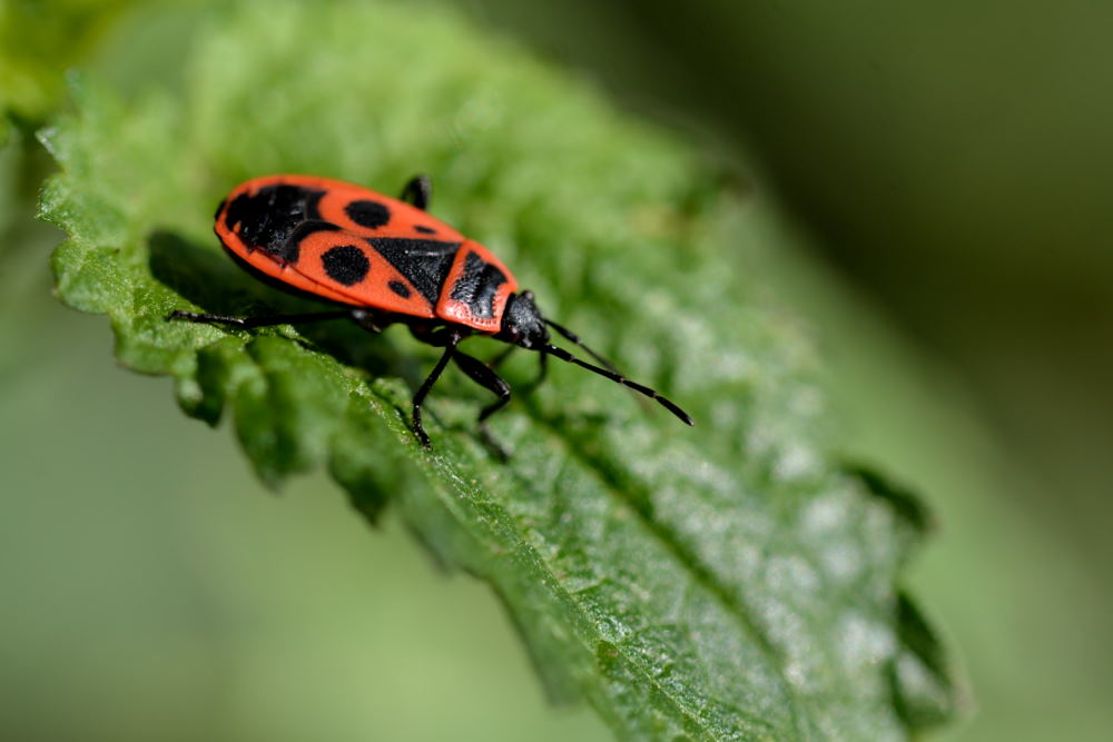 Gendarme à l'antenne